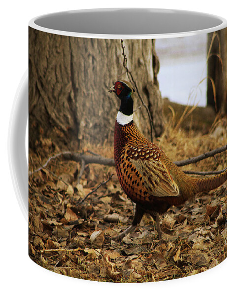 Pheasant Coffee Mug featuring the photograph Ring-necked Pheasant by Alyce Taylor
