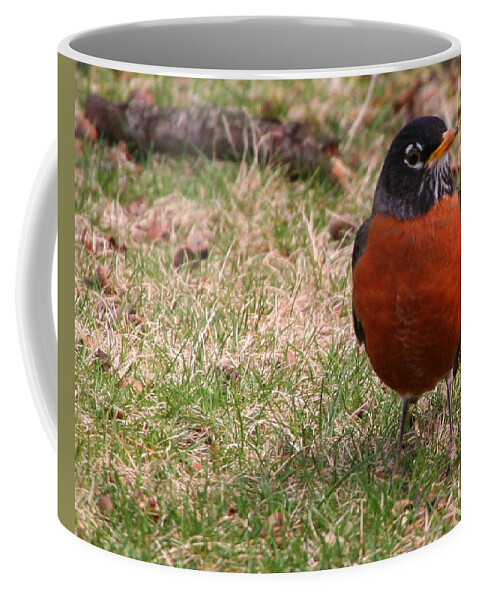 American Robin Coffee Mug featuring the photograph Robin Redbreast by Laurel Talabere