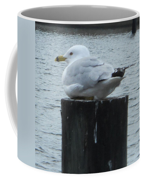 Water Coffee Mug featuring the photograph Roosting Seagull by Judy Hall-Folde