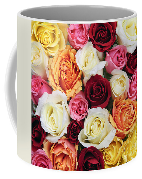 Roses Coffee Mug featuring the photograph Rose blossoms 2 by Elena Elisseeva