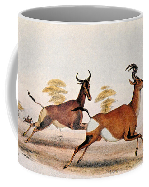 1841 Coffee Mug featuring the photograph Sassaby And Hartebeest, by Granger