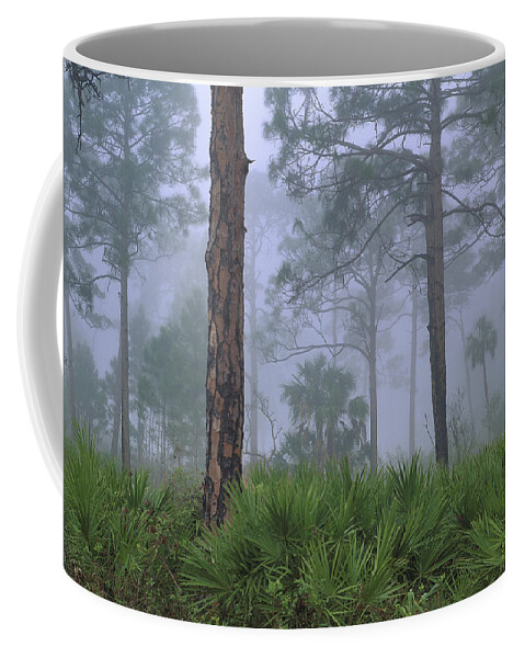 00175095 Coffee Mug featuring the photograph Saw Palmetto And Pine In Fog by Tim Fitzharris