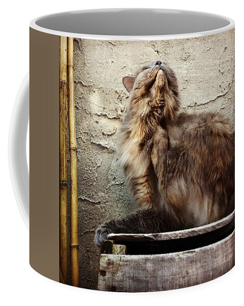 Cat Coffee Mug featuring the photograph Scritch Scratch by Katie Cupcakes