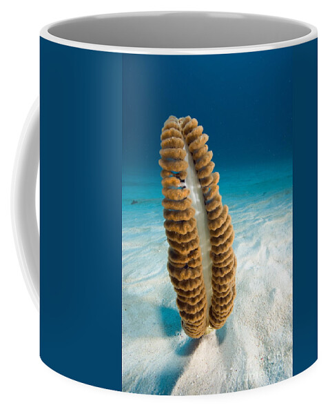 Underwater Coffee Mug featuring the photograph Sea Pen by Franco Banfi and Photo Researchers
