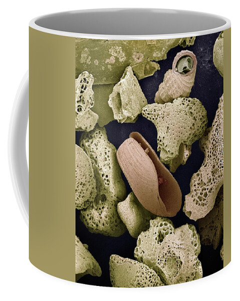 Mp Coffee Mug featuring the photograph Sem Close-up View Of Foraminiferans by Albert Lleal