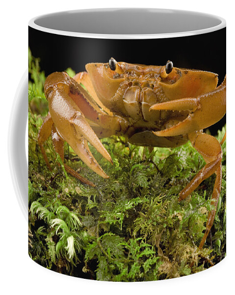 00298486 Coffee Mug featuring the photograph Short Tailed Crab On The Forest Floor by Piotr Naskrecki