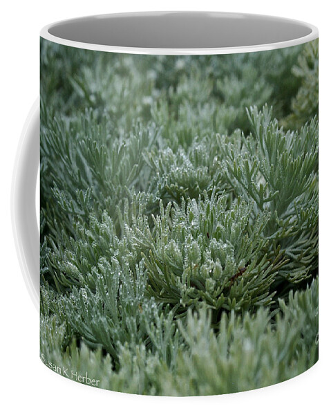 Plant Coffee Mug featuring the photograph Silver Mound Dew Drenched by Susan Herber