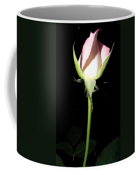 Rose Coffee Mug featuring the photograph Simplicity by Kim Galluzzo