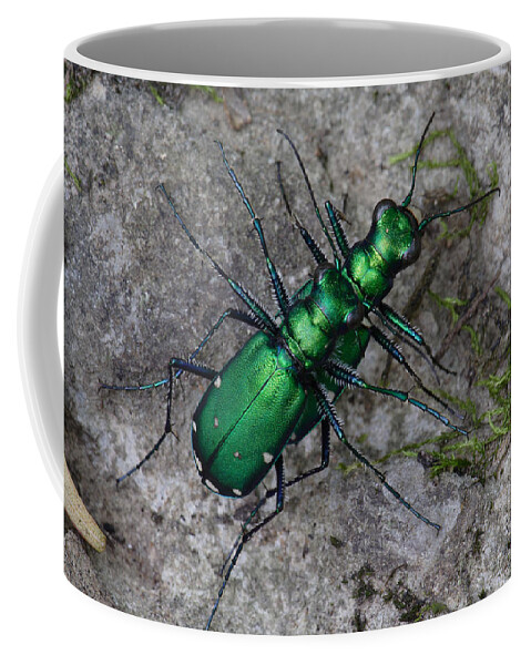Cicindela Sexguttata Coffee Mug featuring the photograph Six-Spotted Tiger Beetles Copulating by Daniel Reed