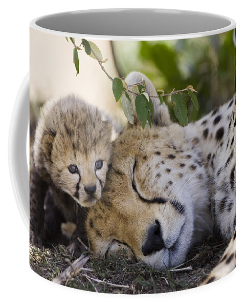 Mp Coffee Mug featuring the photograph Sleeping Cheetah And Cub Kenya by Suzi Eszterhas