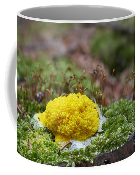 Slime Mould Coffee Mug featuring the photograph Slime Mould by Michal Boubin