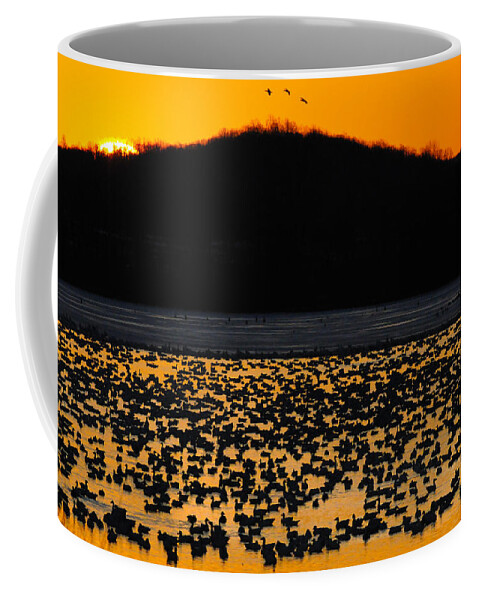 Canada Geese Coffee Mug featuring the photograph Snow Geese Sunrise by Craig Leaper