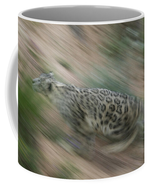 Mp Coffee Mug featuring the photograph Snow Leopard Uncia Uncia Running by Cyril Ruoso