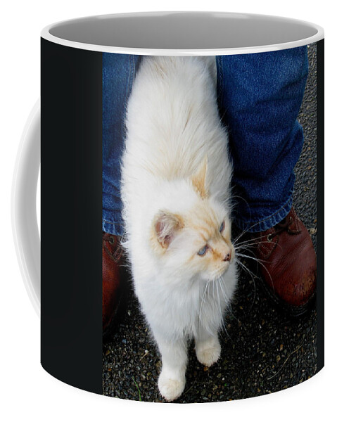 Cats Coffee Mug featuring the photograph Snowbell Making Friends by Rory Siegel