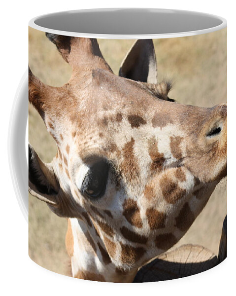 Giraffe Coffee Mug featuring the photograph So Cute by Kim Galluzzo Wozniak