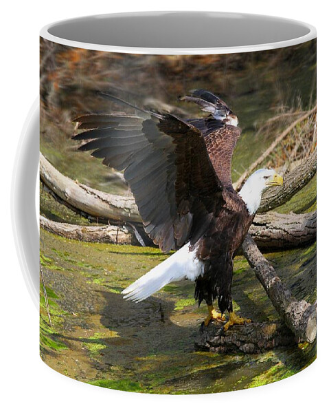 Eagle Coffee Mug featuring the photograph Soaring Eagle by Elizabeth Winter