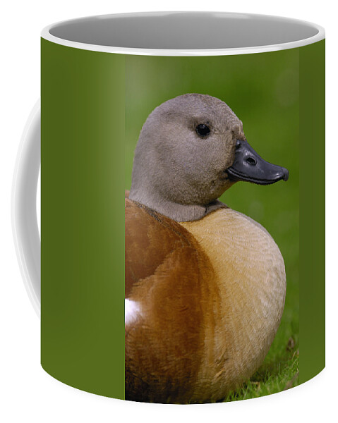 Mp Coffee Mug featuring the photograph South African Shelduck Tadorna Cana by Pete Oxford