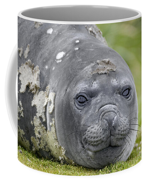 00444095 Coffee Mug featuring the photograph Southern Elephant Seal Female Grytviken by Suzi Eszterhas