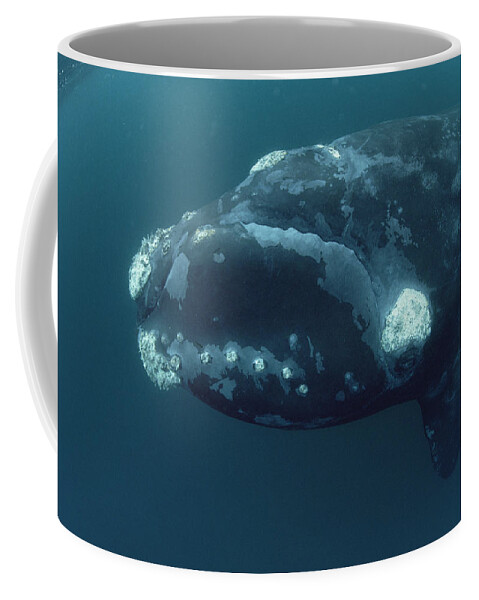 00083857 Coffee Mug featuring the photograph Southern Right Whale Under Boat by Flip Nicklin