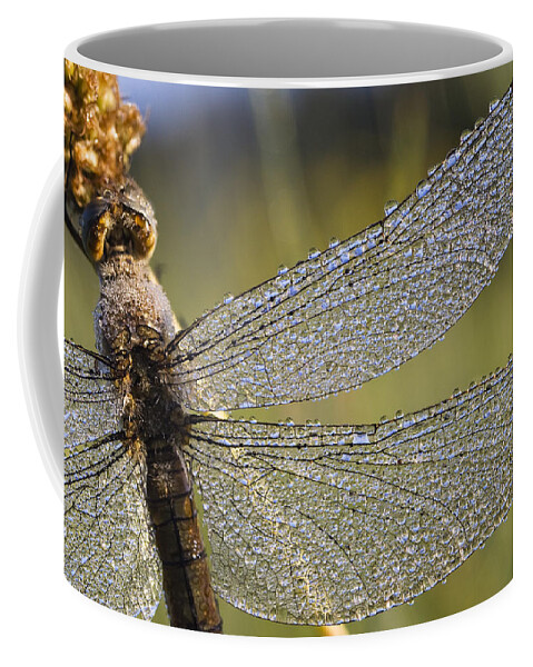 Mp Coffee Mug featuring the photograph Southern Skimmer Orthetrum Brunneum by Konrad Wothe