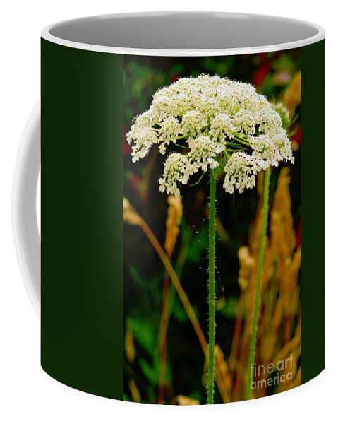 Queen Anne's Lace Coffee Mug featuring the photograph Spider Web Umbrella by Rory Siegel