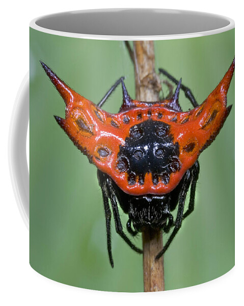 00298206 Coffee Mug featuring the photograph Spiked Spider Solomon Islands by Piotr Naskrecki