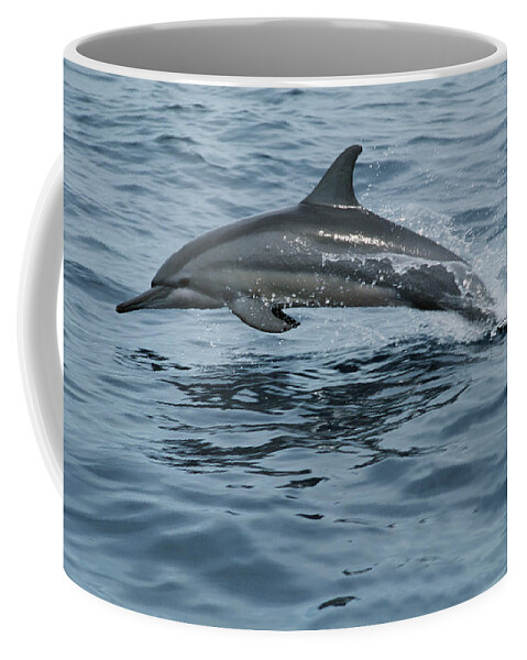 https://render.fineartamerica.com/images/rendered/default/frontright/mug/images-medium/spinner-dolphin-stenella-longirostris-mike-parry.jpg?&targetx=151&targety=0&imagewidth=497&imageheight=333&modelwidth=800&modelheight=333&backgroundcolor=96ACBA&orientation=0&producttype=coffeemug-11
