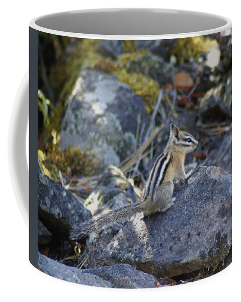 Chipmunks Coffee Mug featuring the photograph Straight Tailed Chipmunk on a Rock by Ben Upham III