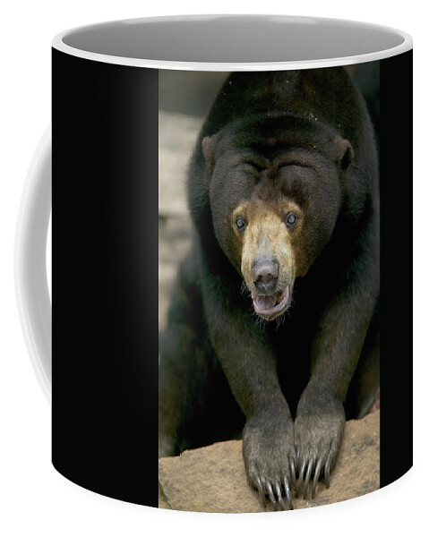 Mp Coffee Mug featuring the photograph Sun Bear Helarctos Malayanus Portrait by Cyril Ruoso