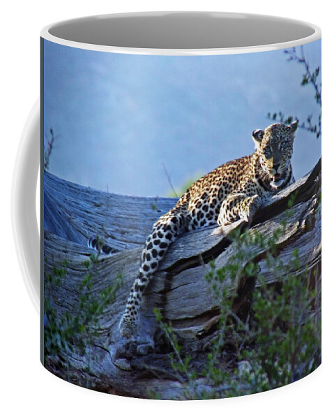 Kenya Safari Coffee Mug featuring the photograph Sunbathing Leopard by Tony Murtagh