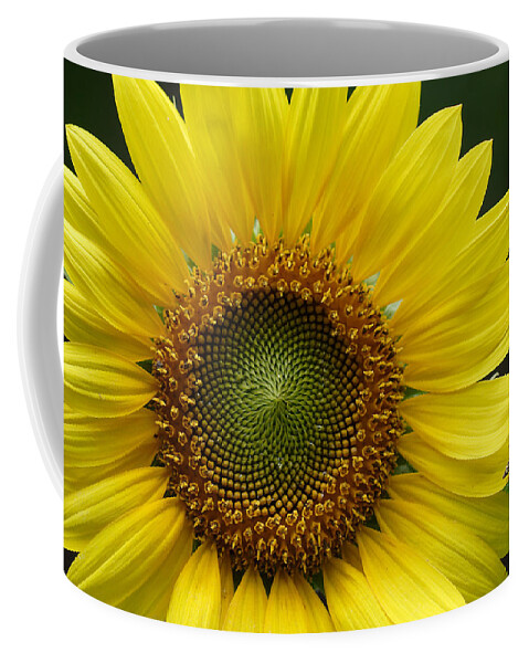 Helianthus Annuus Coffee Mug featuring the photograph Sunflower With Insect by Daniel Reed