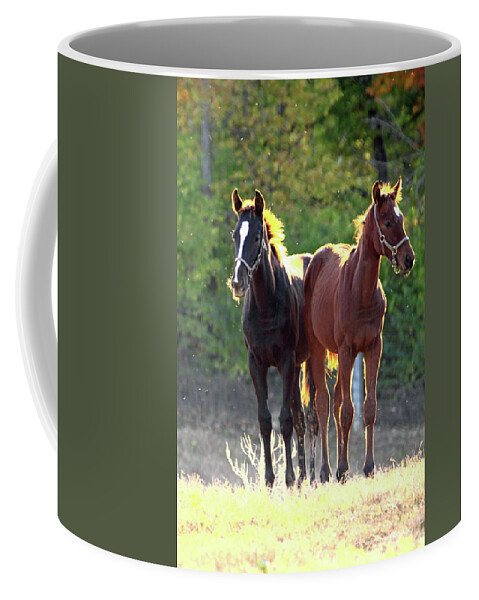 Thorougbred Race Horse Coffee Mug featuring the photograph 'Sunlight Babies' by PJQandFriends Photography