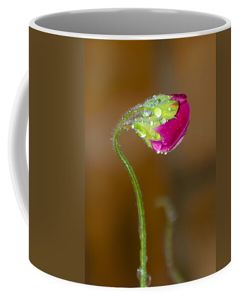 Anniversary Coffee Mug featuring the photograph Sweet Pea by Svetlana Sewell