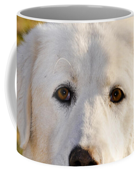Dog Coffee Mug featuring the photograph Sweetie In The Boonies by Trish Tritz