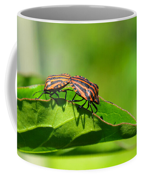 Closeup Coffee Mug featuring the photograph Symmetry by Michael Goyberg