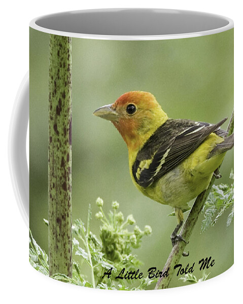 Little Bird Coffee Mug featuring the photograph Tanager Card by Betty Depee