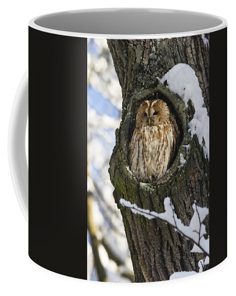 Mp Coffee Mug featuring the photograph Tawny Owl Strix Aluco In Nest Hole by Konrad Wothe