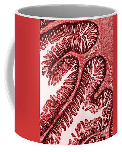 Cell Coffee Mug featuring the photograph Tem Of Intestinal Villi by Science Source