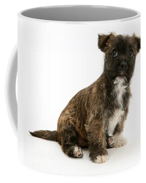 Animal Coffee Mug featuring the photograph Terrier Buttercup Pup by Jane Burton