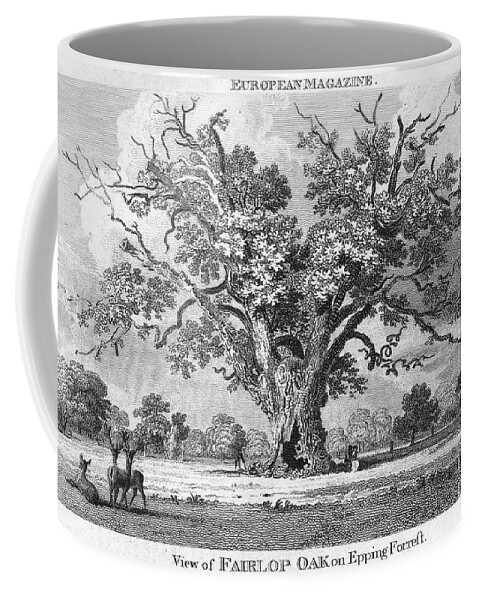 1802 Coffee Mug featuring the photograph The Fairlop Oak by Granger