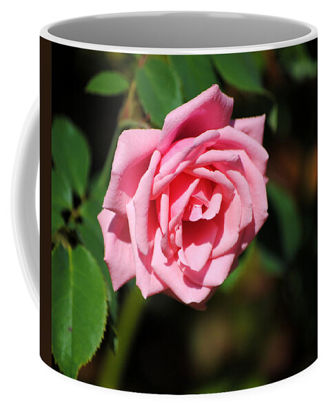 Autumn Coffee Mug featuring the photograph The Last Rose by Jai Johnson