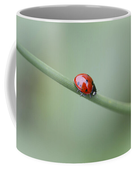 Ladybug Coffee Mug featuring the photograph The Lovely Ladybug by Kathy Clark