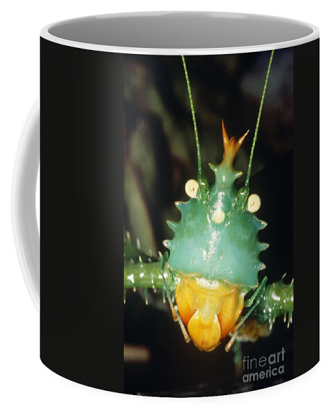 Thorny Devil Katydid Coffee Mug featuring the photograph Thorny Devil Katydid by Dante Fenolio