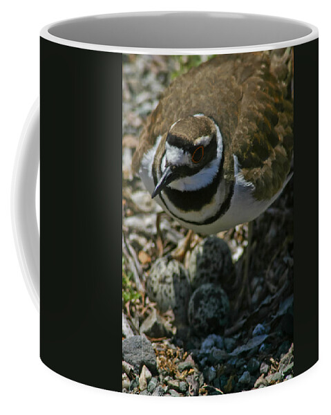 Bird Coffee Mug featuring the photograph Three Eggs. by Mitch Shindelbower