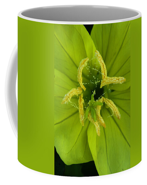 Oenothera Triloba Coffee Mug featuring the photograph Three Lobed Evening Primrose by Daniel Reed