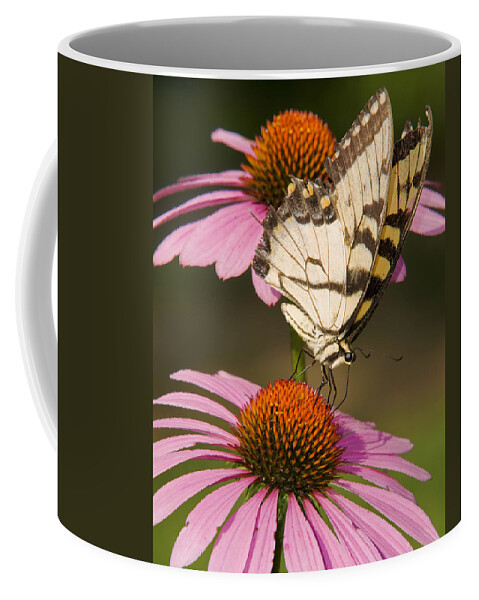 Butterfly Coffee Mug featuring the photograph Tiger Swallowtail by Ron McGinnis
