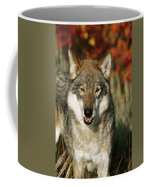 Mp Coffee Mug featuring the photograph Timber Wolf Canis Lupus Portrait, Teton by Tom Vezo