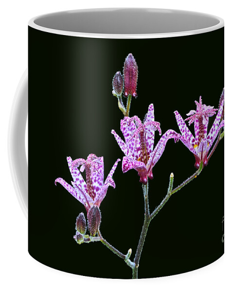 Toad Lily Coffee Mug featuring the photograph Toad Lilies by Byron Varvarigos