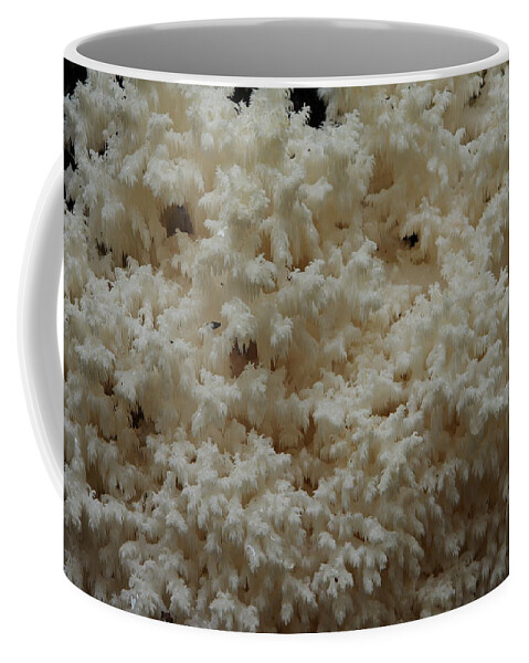 Hericium Coralloides Coffee Mug featuring the photograph Tooth Fungus by Daniel Reed
