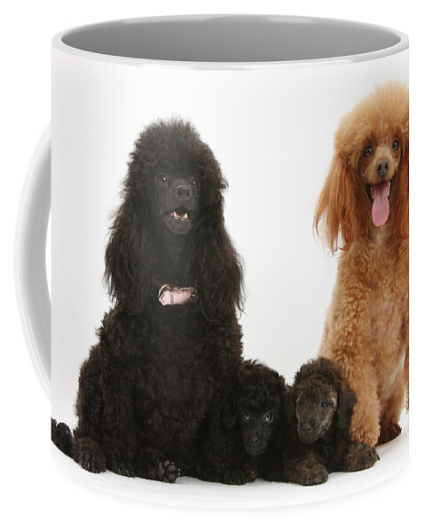 Animal Coffee Mug featuring the photograph Toy Poodle Family by Mark Taylor